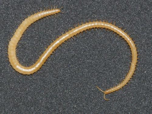 Réf. 271 682 : Stigmatogaster gracilis